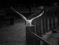 Seagul Landing on the hand Trail