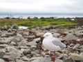 Seagul in New Zeland. Royalty Free Stock Photo