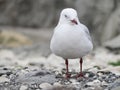 Seagul in New Zeland. Royalty Free Stock Photo
