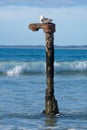 Seagul perched atop a wooden post in a tranquil body of water. Royalty Free Stock Photo