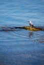 Seagul resting on a sea rock and blue water