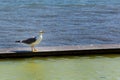 Seagul resting on a wall Royalty Free Stock Photo