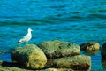 Seagul seaside bird sitting on stone at sea coast Royalty Free Stock Photo
