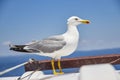 Seagul sit on the ship Royalty Free Stock Photo