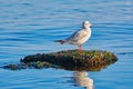 Seagul on the Stone Royalty Free Stock Photo