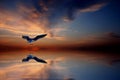 Seagul at sunset