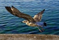 The seagul taking off