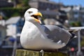 Seagul talk.