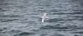 Seagul in Tobermory Bay Royalty Free Stock Photo