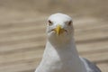 A seagul in Torrevieja Alicante 19