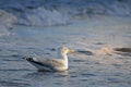 Seagul in the baltic sea Royalty Free Stock Photo