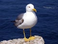 Seagull Royalty Free Stock Photo