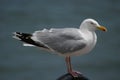 Seagull Royalty Free Stock Photo