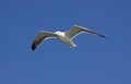 A Seagull Royalty Free Stock Photo