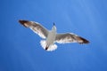 Seagull