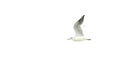 Seagull Royalty Free Stock Photo