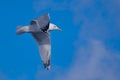 Seagull Royalty Free Stock Photo