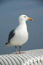 Seagull