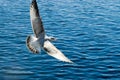 Seagull