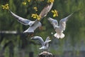 Seagull Royalty Free Stock Photo