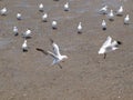 Seagull birds on the sea