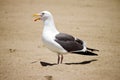 Seagull