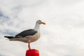 Portrait of Seagull Close Up Against Dramatic Cloudy Sky Royalty Free Stock Photo