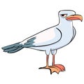 Seagull Royalty Free Stock Photo