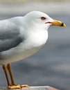 Seagull Portrait Wild Sea Bird Animal Outdoors Royalty Free Stock Photo