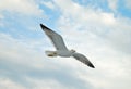 Seagull Royalty Free Stock Photo