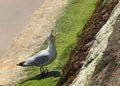Seagull Royalty Free Stock Photo
