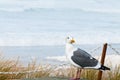 Seagull Royalty Free Stock Photo