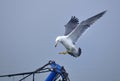 Seagull Royalty Free Stock Photo