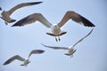 Seagull Royalty Free Stock Photo
