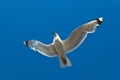 Seagull Royalty Free Stock Photo