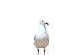 Seagull Royalty Free Stock Photo