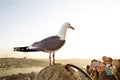 Seagull Royalty Free Stock Photo