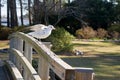 Seagull Royalty Free Stock Photo