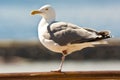 Seagull standing on one leg