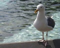 Seagull