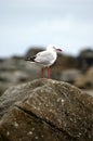 Seagull Royalty Free Stock Photo