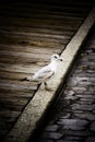 Seagull