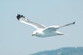 Seagull Royalty Free Stock Photo