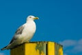 Seagull