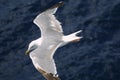 Seagull Royalty Free Stock Photo