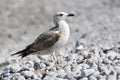 Seagull Royalty Free Stock Photo