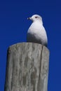 Seagull