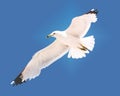 Seagull Royalty Free Stock Photo