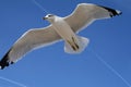 Seagull Royalty Free Stock Photo