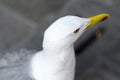 Seagull from Above